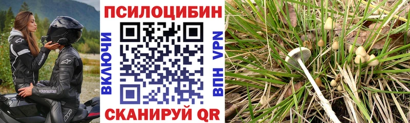 omg зеркало Брюховецкая Галлюциногенные грибы Psilocybe